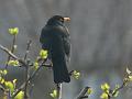 2010-0404-1045_Blackbird_8C